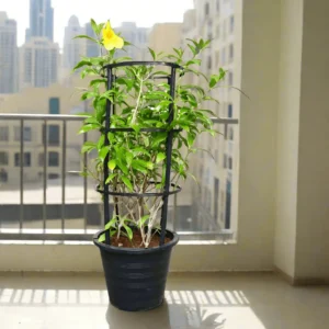 Allamanda Cathartica or Golden Trumpet 70 - 90cm