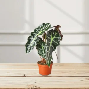 Alocasia "Polly" Plastic Nursery Pot With (Clay Stones)