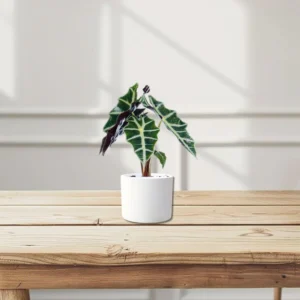 Alocasia "Polly" White Ceramic Pot With (Pine Mulch)