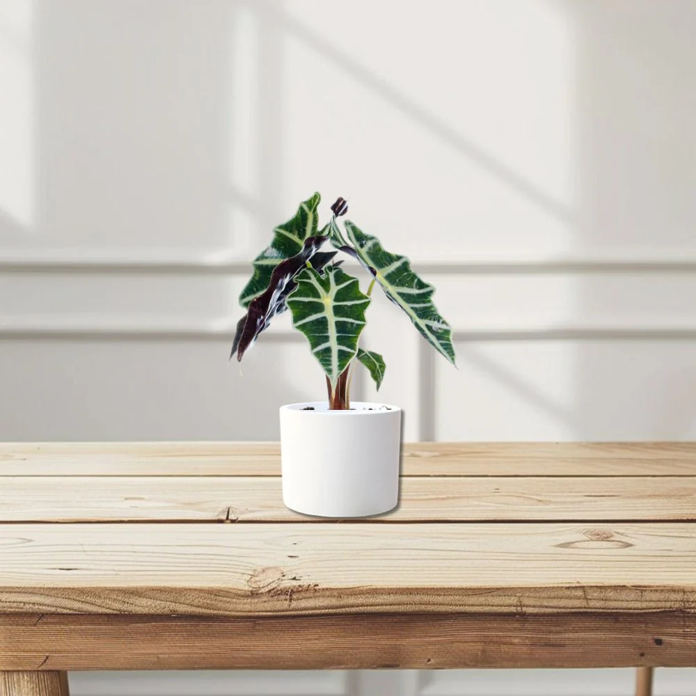 Alocasia "Polly" White Ceramic Pot With (Pine Mulch)