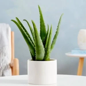 Aloe vera “Indoor” or Medicina Aloe 25-30cm الألوة فيرا White Ceramic Pot With (Clay Stones)