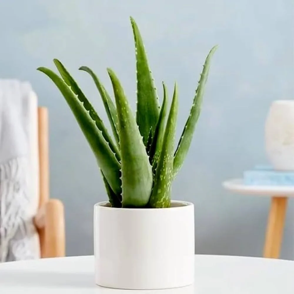 Aloe vera “Indoor” or Medicina Aloe 25-30cm الألوة فيرا White Ceramic Pot With (Clay Stones)