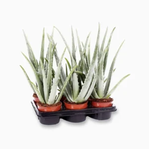 Aloe vera “Indoor” or Medicina Aloe 25-30cm الألوة فيرا Default Plastic Pot With (Clay Stones)