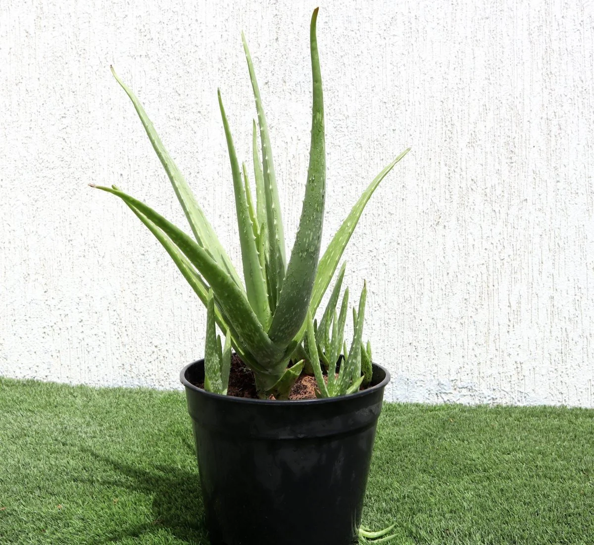 Aloe Vera, Medicina Aloe, Savila Or الألوة فيرا 50-40cm height (Single Plant)