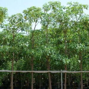 Alstonia Scholaris, Indian Pulai, White Cheesewood 3.0 - 3.5m