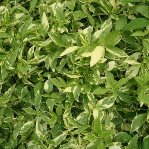 Alternanthera Ficoidea 'Gold' Set of 24 plants