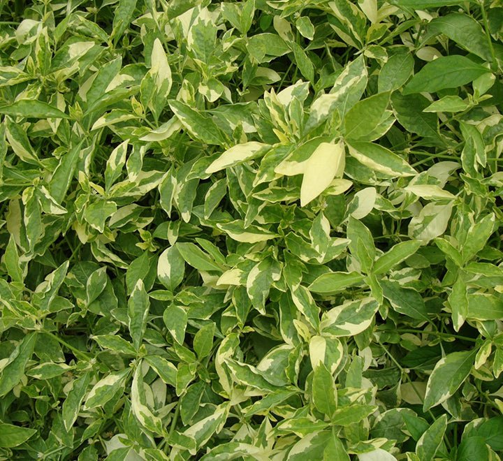 Alternanthera Ficoidea 'Gold' Set of 5 plants