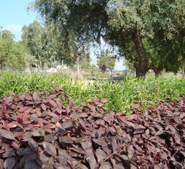 Alternanthera 'Purple Knight' Set of 10 plants