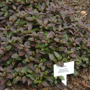 Alternanthera Red "Red Sessile Joyweed" Set of 10 plants