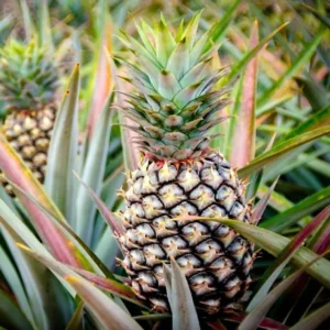 Ananas Comosus | Pineapple Tree 0.7-0.4 m الشجر انانَاس -