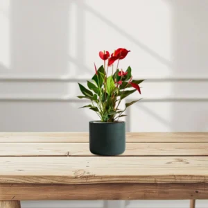 Andreanum or The Flamingo Flower 30 - 40cm Height Black Pot