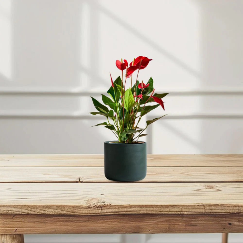 Andreanum or The Flamingo Flower 30 - 40cm Height Black Pot