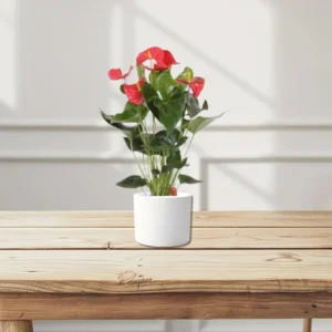 Andreanum or The Flamingo Flower 30 - 40cm Height White Pot