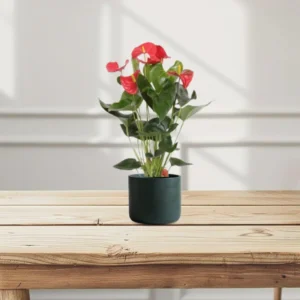 Andreanum or The Flamingo Flower 50 - 70cm Height Black Pot