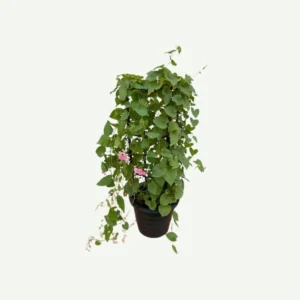 Antigonon Leptopus or Coral vine "Mexican creeper" 80 - 100cm Black (Default Plasti Pot)