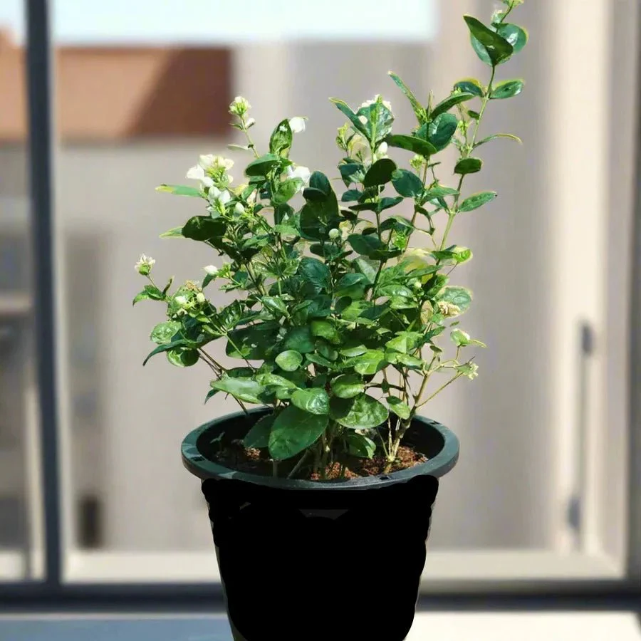 Arabian Jasmine Motia "Jasminum Sambac" 20-30cm overall height (Black Plastic Pot)