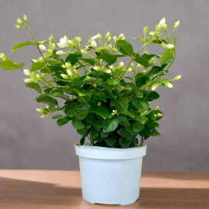 Arabian Jasmine Motia "Jasminum Sambac" 50-60cm overall height (White Plastic Pot)
