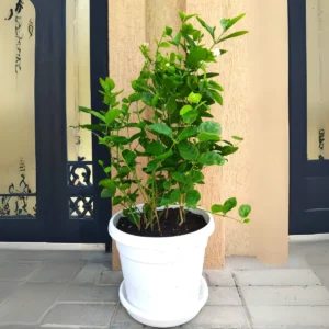 Arabian Jasmine Motia "Jasminum Sambac" 80-100cm overall height (White Plastic Pot)
