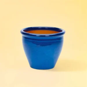 Araucaria Heterophylla Indoor "Norfolk Island Pine" 50- 60cm overall Height (Rolled Rim Blue Pot)