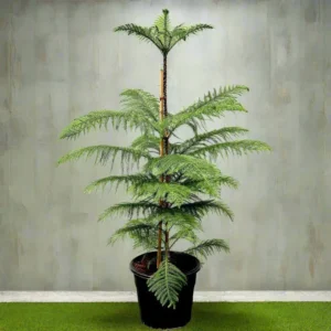 Araucaria Heterophylla Indoor "Norfolk Island Pine" 100- 120cm overall Height (Rolled Rim Green Pot)