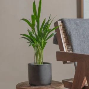 Areca Palm Holland or Chrysalidocarpus Lutescens 30-40cm Black Ceramic Pot (Clay Stone)