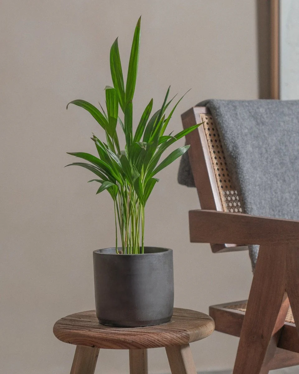 Areca Palm Holland or Chrysalidocarpus Lutescens 30-40cm Black Ceramic Pot (White Pebbles)