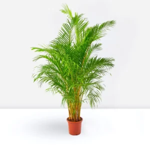 Areca Palm Holland or Chrysalidocarpus Lutescens 180-200cm Plastic Nursar Pot (Clay Stones)