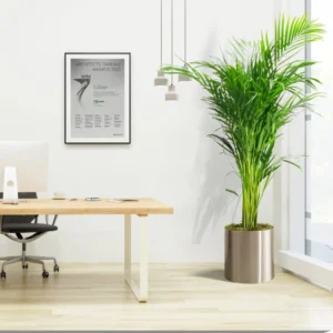 Areca Palm Holland / Chrysalidocarpus Lutescens 100-120cm Classic Cylinder Pot With (Clay Stones)