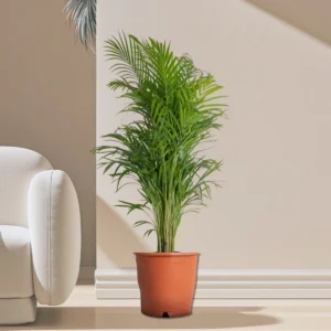 Areca Palm Holland or Chrysalidocarpus Lutescens 100-120cm Plastic Nursary Pot (Pine Mulch)