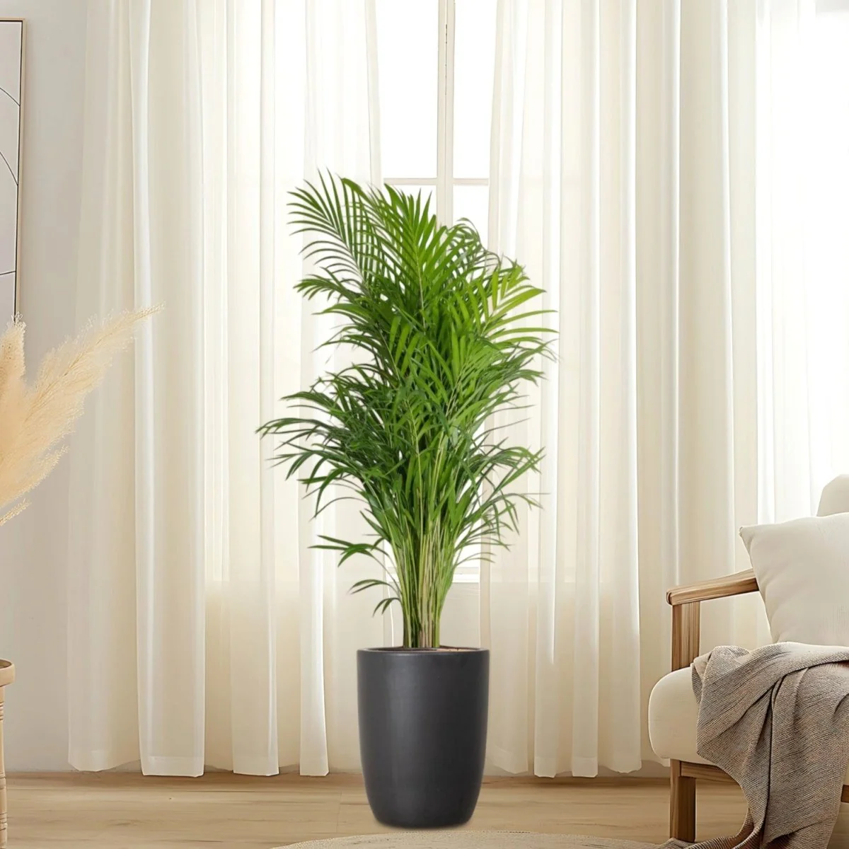 Areca Palm Holland or Chrysalidocarpus Lutescens 100-120cm Black Ceramic Pot (Default Soil)