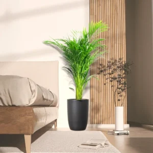 Areca Palm Holland or Chrysalidocarpus Lutescens 140 - 160cm Black Ceramic Pot