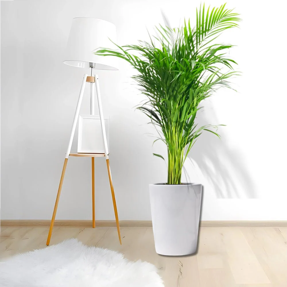 Areca Palm Holland or Chrysalidocarpus Lutescens 100-120cm White Ceramic Pot (Pine Mulch)