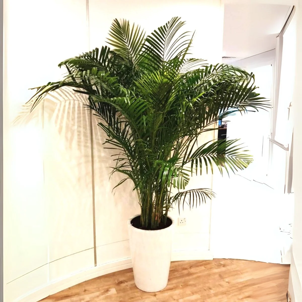 Areca Palm Holland or Chrysalidocarpus Lutescens 140-160cm White Ceramic Pot (Clay Stones)