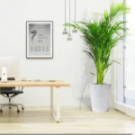 Areca Palm Holland / Chrysalidocarpus Lutescens 140-160 cm White Ceramic Pot With ( Pine Mulch ) - Image 2