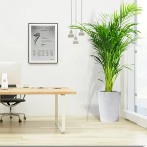 Areca Palm Holland / Chrysalidocarpus Lutescens 180-200 cm White Ceramic Pot  With ( Clay Stones)