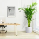 Areca Palm Holland / Chrysalidocarpus Lutescens 140-160 cm White Ceramic Pot With ( Pine Mulch )