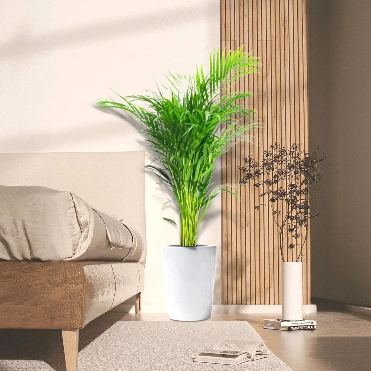 Areca Palm Holland or Chrysalidocarpus Lutescens 140 - 160cm White Ceramic Pot