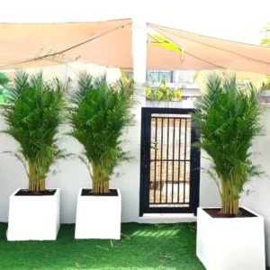 Areca Palm in Grp 40x40 White Square Pot 1.5-2.0m (outdoor)
