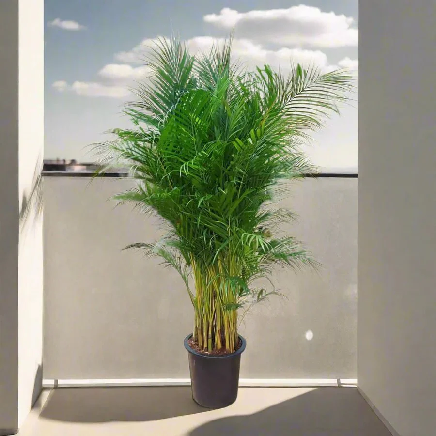Areca palm Outdoor | Chrysalidocarpus lutescens | 2.3-2.5m overall height فراشة النخيل Default Plastic Pot