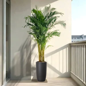 Areca Palms XL in Black Shinny Ceramic Pot 2 to 2.5m (outdoor)