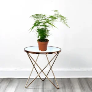 Asparagus Setaceus (20-30 cm) Default Plastic Pot (White Pebbles)