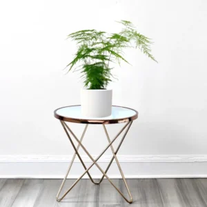 Asparagus Setaceus (20-30 cm) White Ceramic Pot (Default Soil)