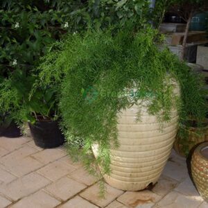 Asparagus Sprengeri, Emerald Feather or Emerald fern "Sprenger's Asparagus" Set of 24 Plants