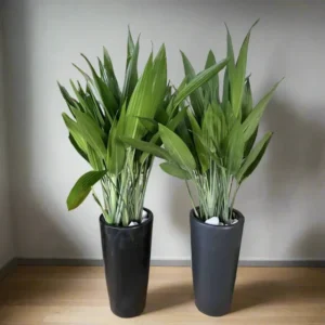 ASPIRADAS Bundle 1m to 1.2m Set of 2 Plants in Ceramic pots Black Ceramic Pot
