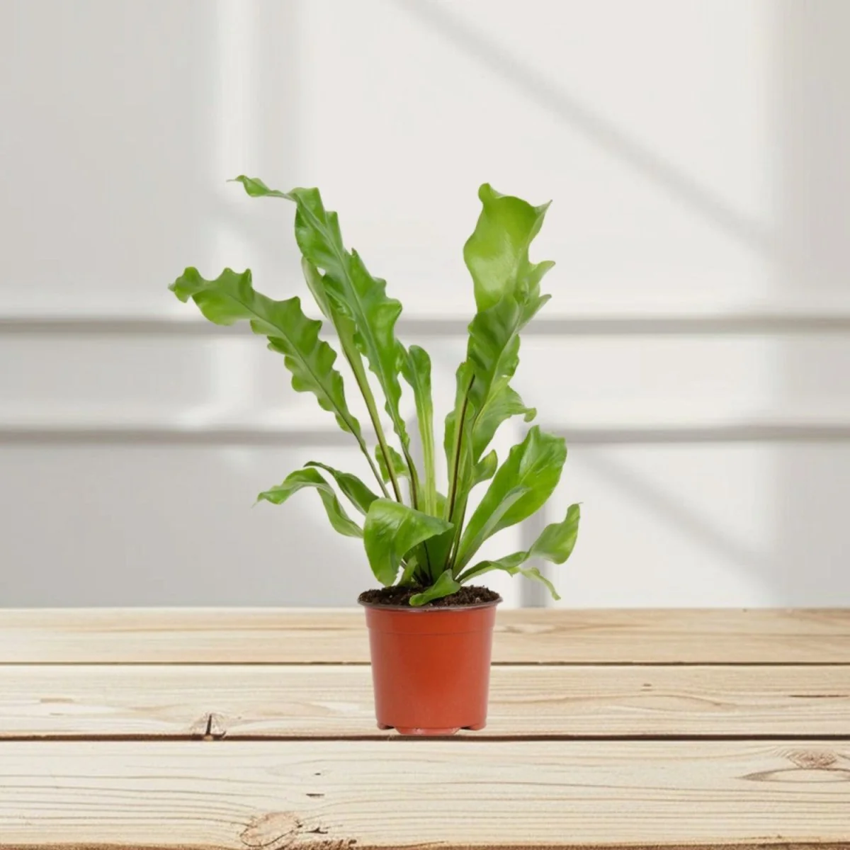 Asplenium Nidus or Bird's Nest Fern 50-60cm spread Default Plastic Pot (Default Soil)