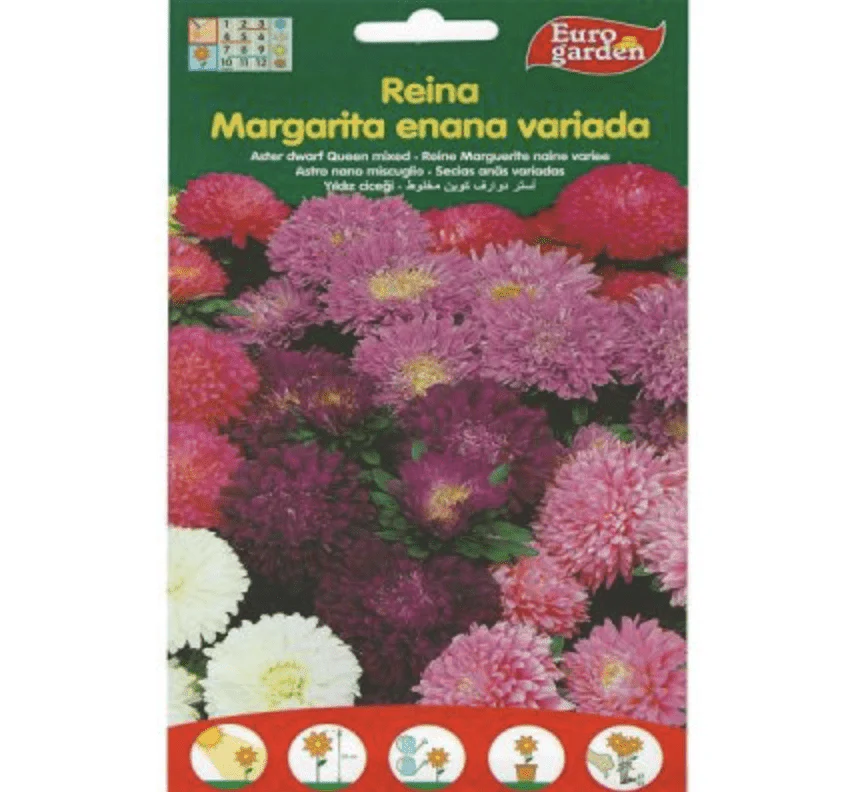 Aster Dwarf Queen Mix Premium Quality Seeds by EuroGarden