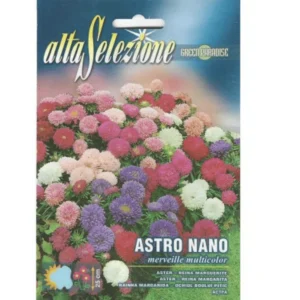 Aster Nano Multicolor Premium Quality Seeds by Alta Selezione