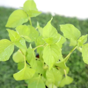 Asystasia Gangetica Green Hanging "Chinese Violet" Hanging 19.7 x13.0 cm Single Pot