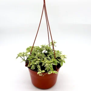 Asystasia gangetica Hanging "Chinese Violet" Set of 10