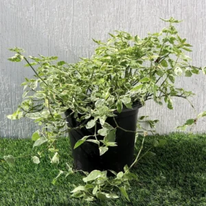 Asystasia Gangetica Variegata "Chinese Violet" 6ltr pot